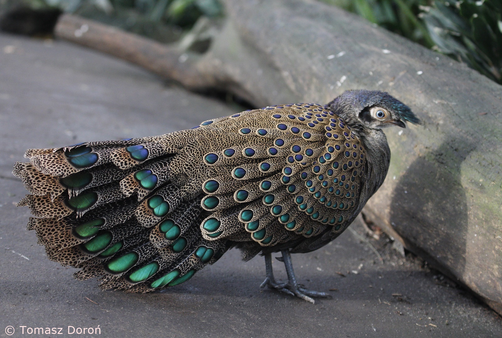 Malay Peacock-pheasant (Polyplectron malacense), January 2021
