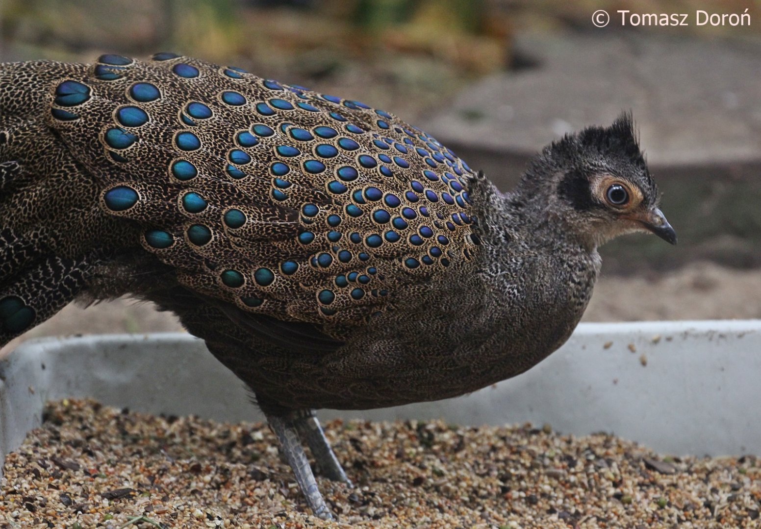 Malay Peacock-pheasant (Polyplectron malacense), male, October 2018