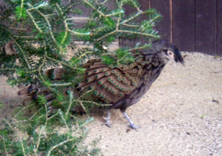 Malay Peacock Pheasant (Polyplectron malacense)
