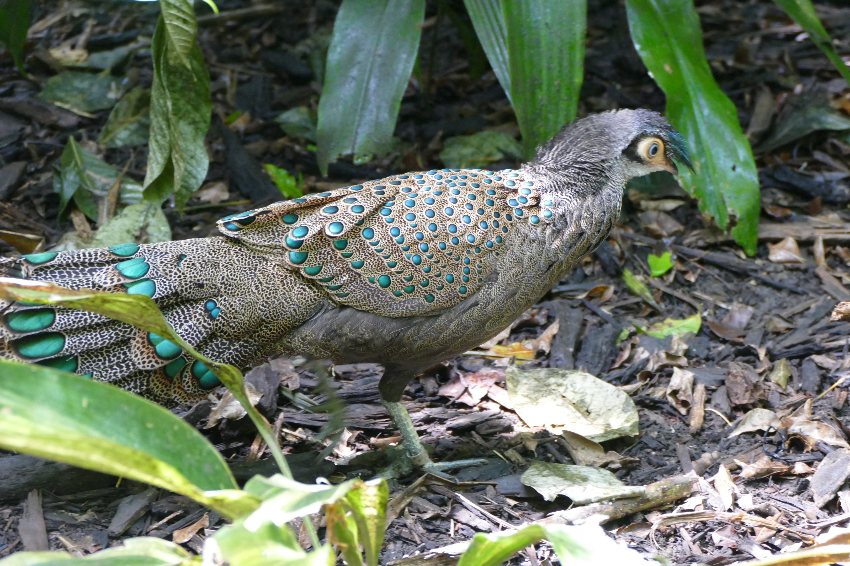 Malay Peacock Pheasant