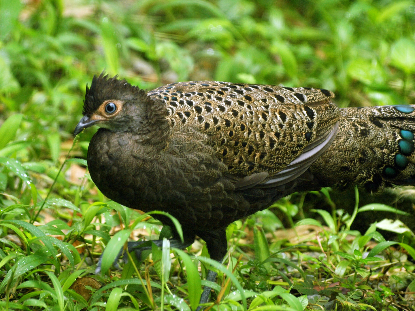 Malay peacock pheasant