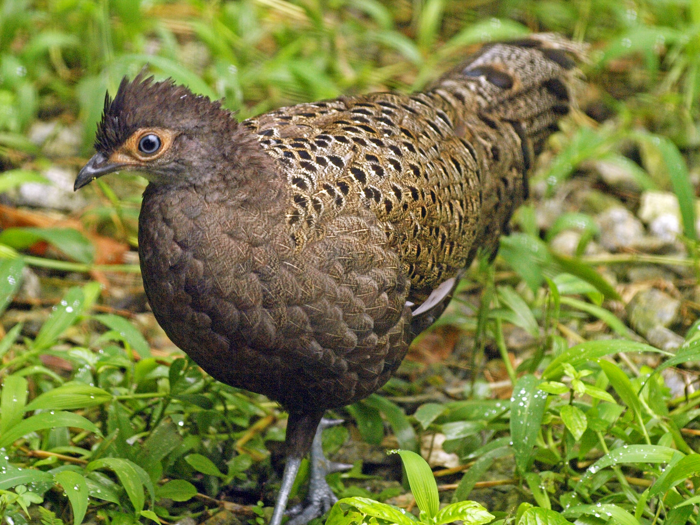 Malay peacock pheasant