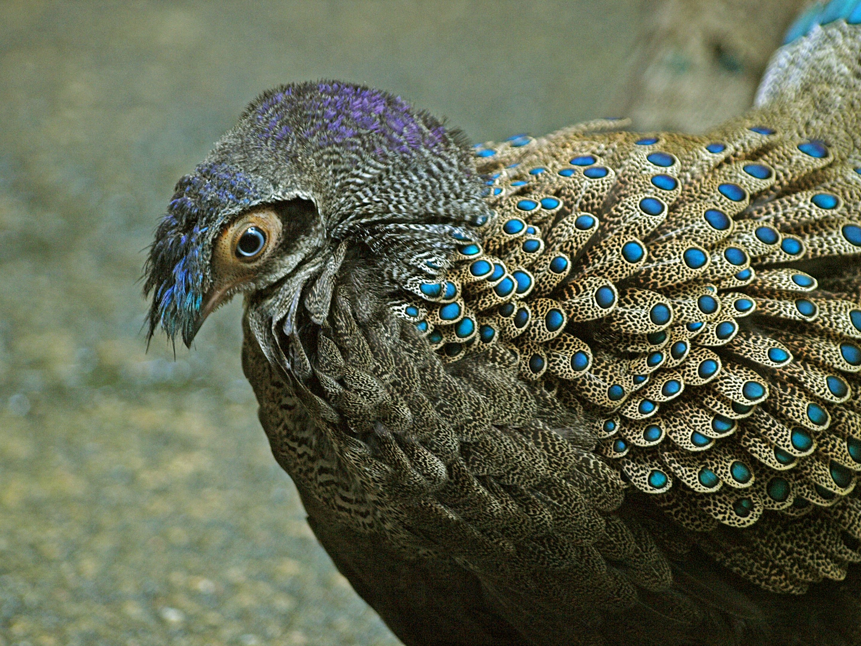 Malay Peacock Pheasant