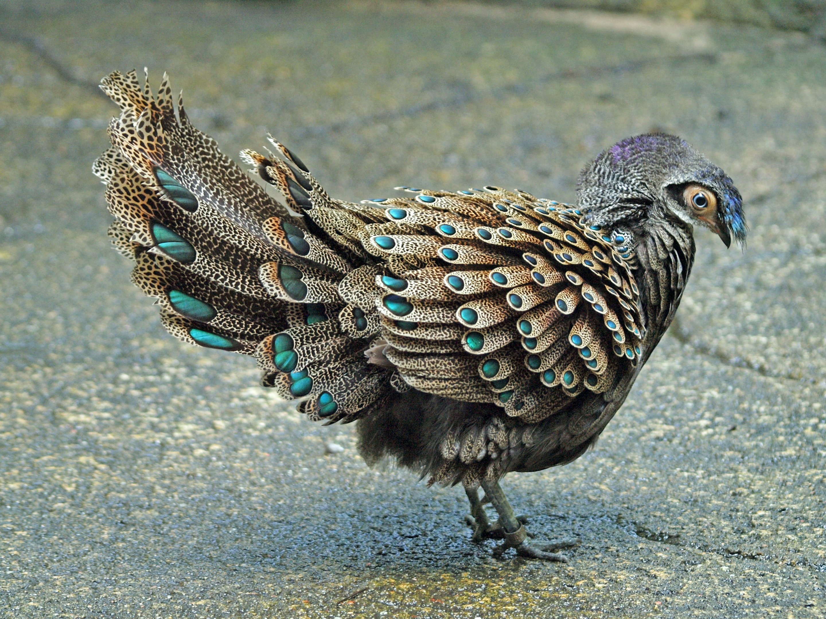 Malay Peacock Pheasant