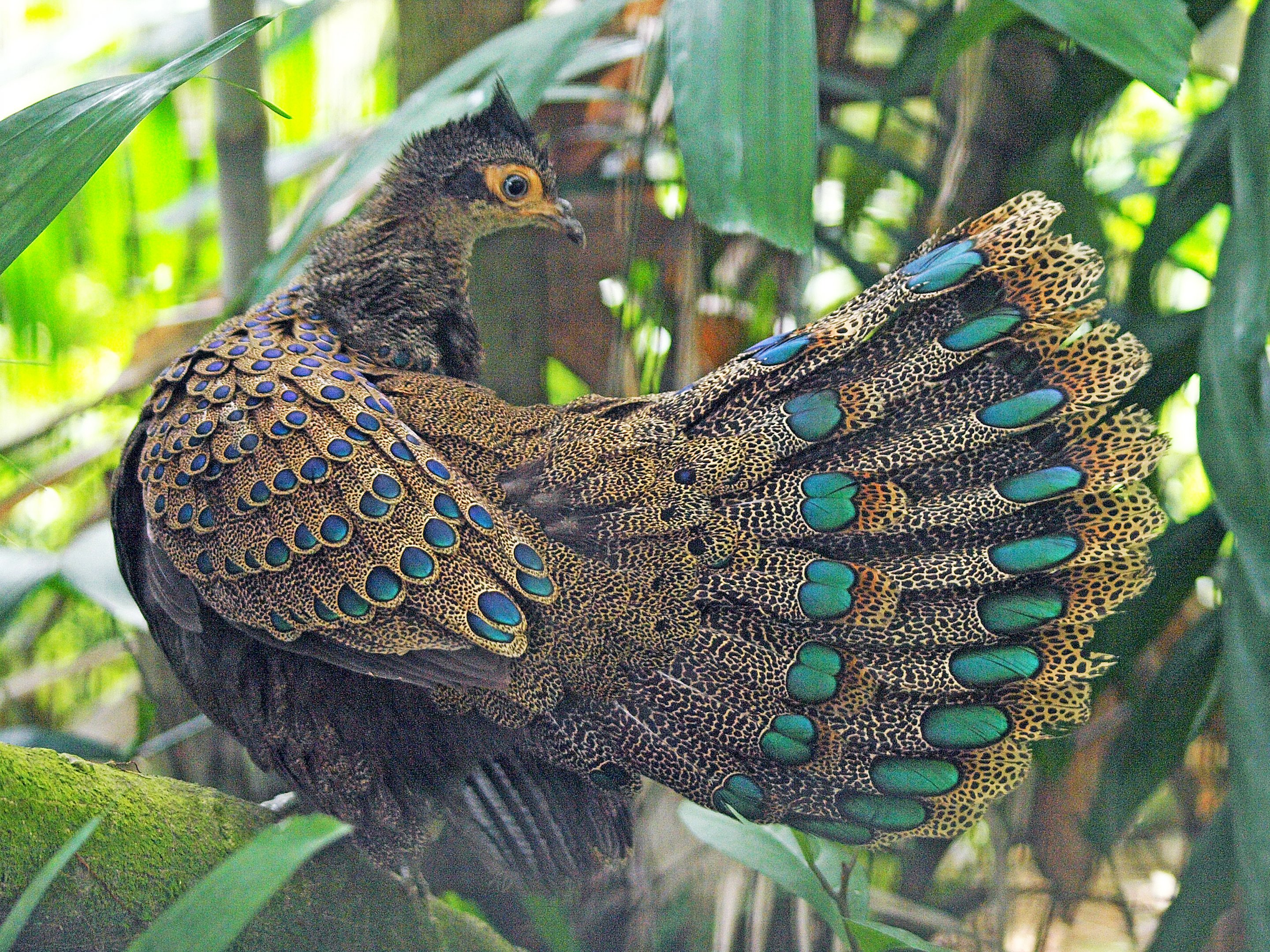 Malay Peacock pheasant