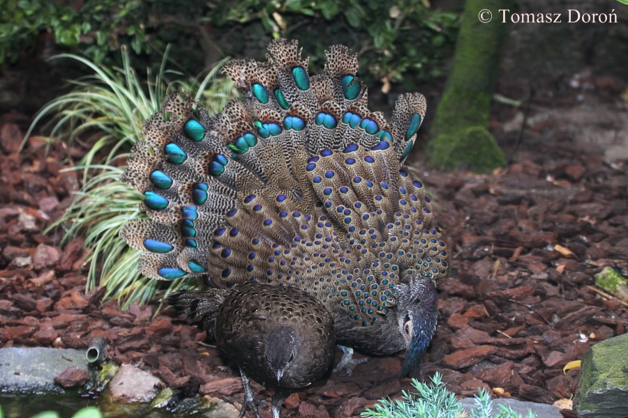 Malay Peacock-Pheasants (Polyplectron malacense) - Male making a display.