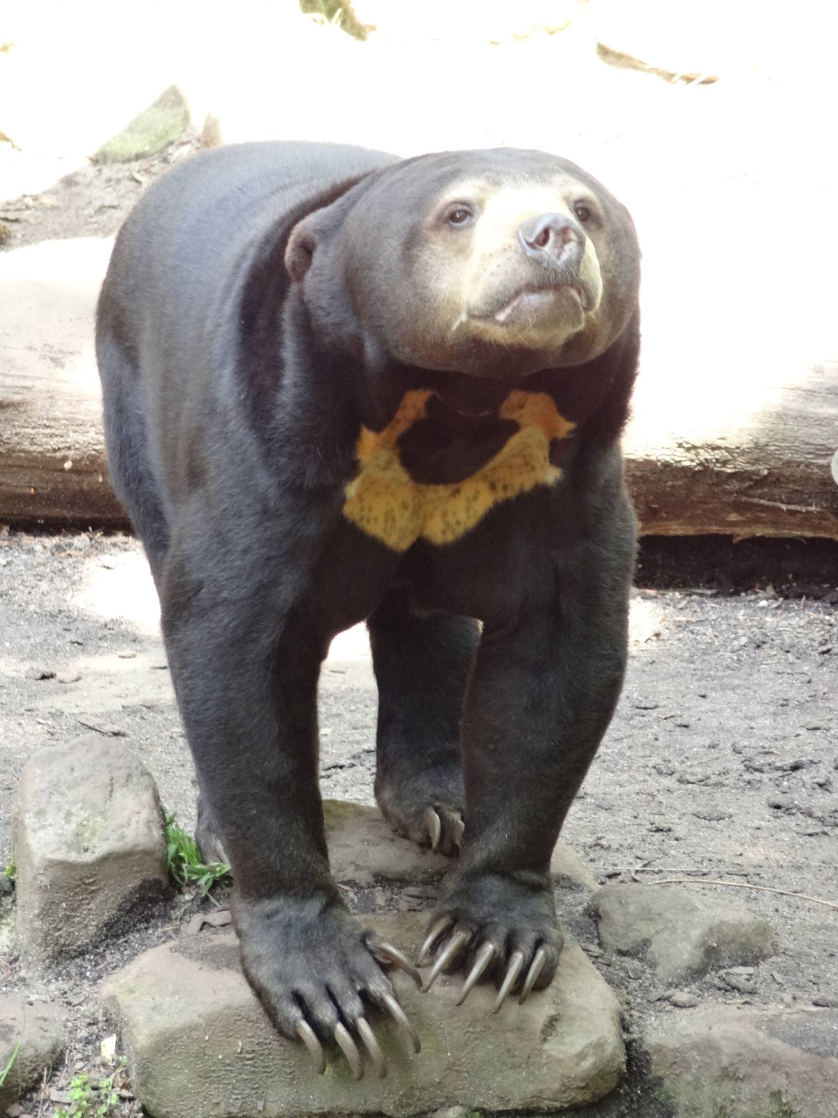 Malay sun bear