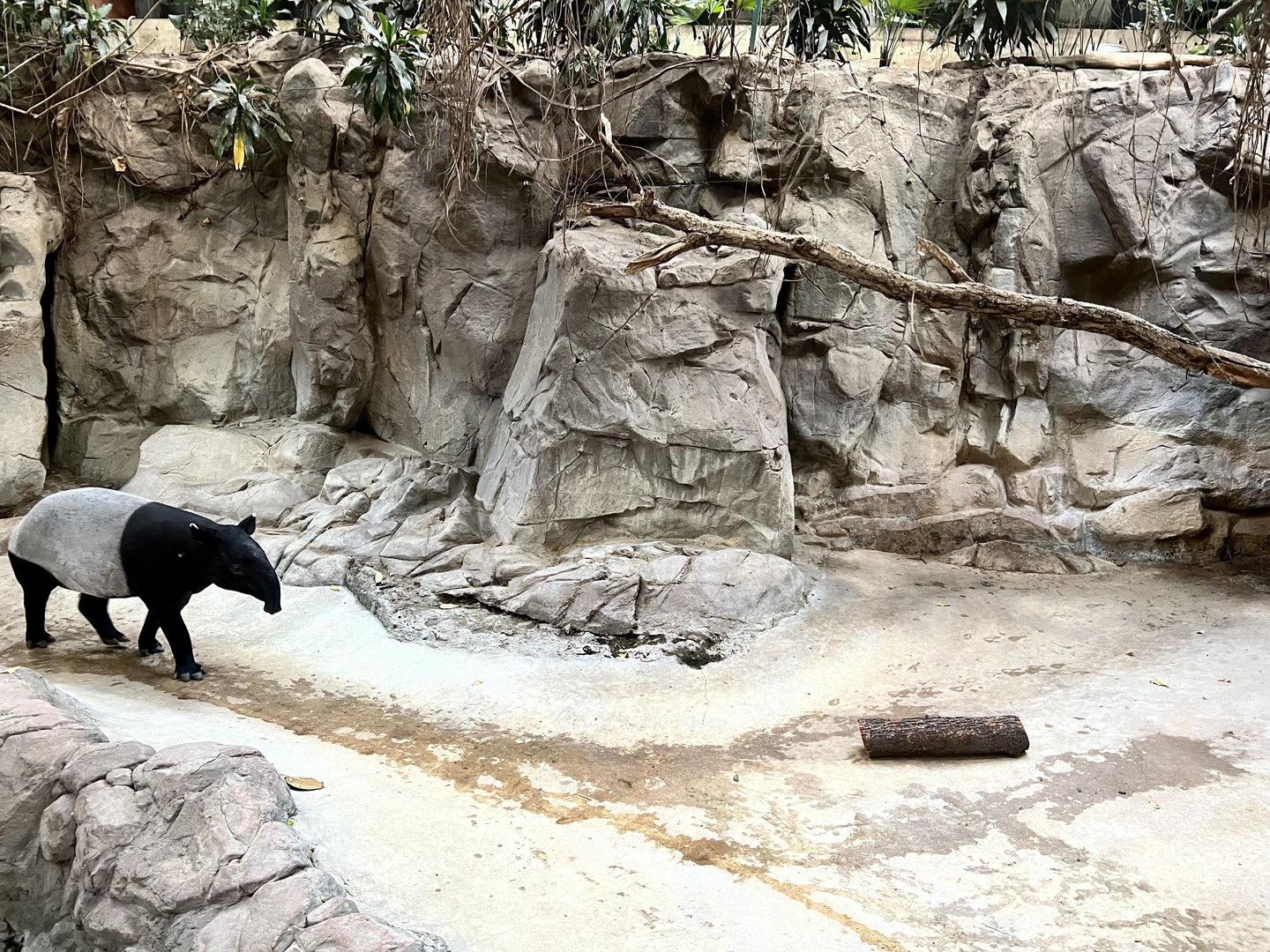 Malay Tapir Exhibit