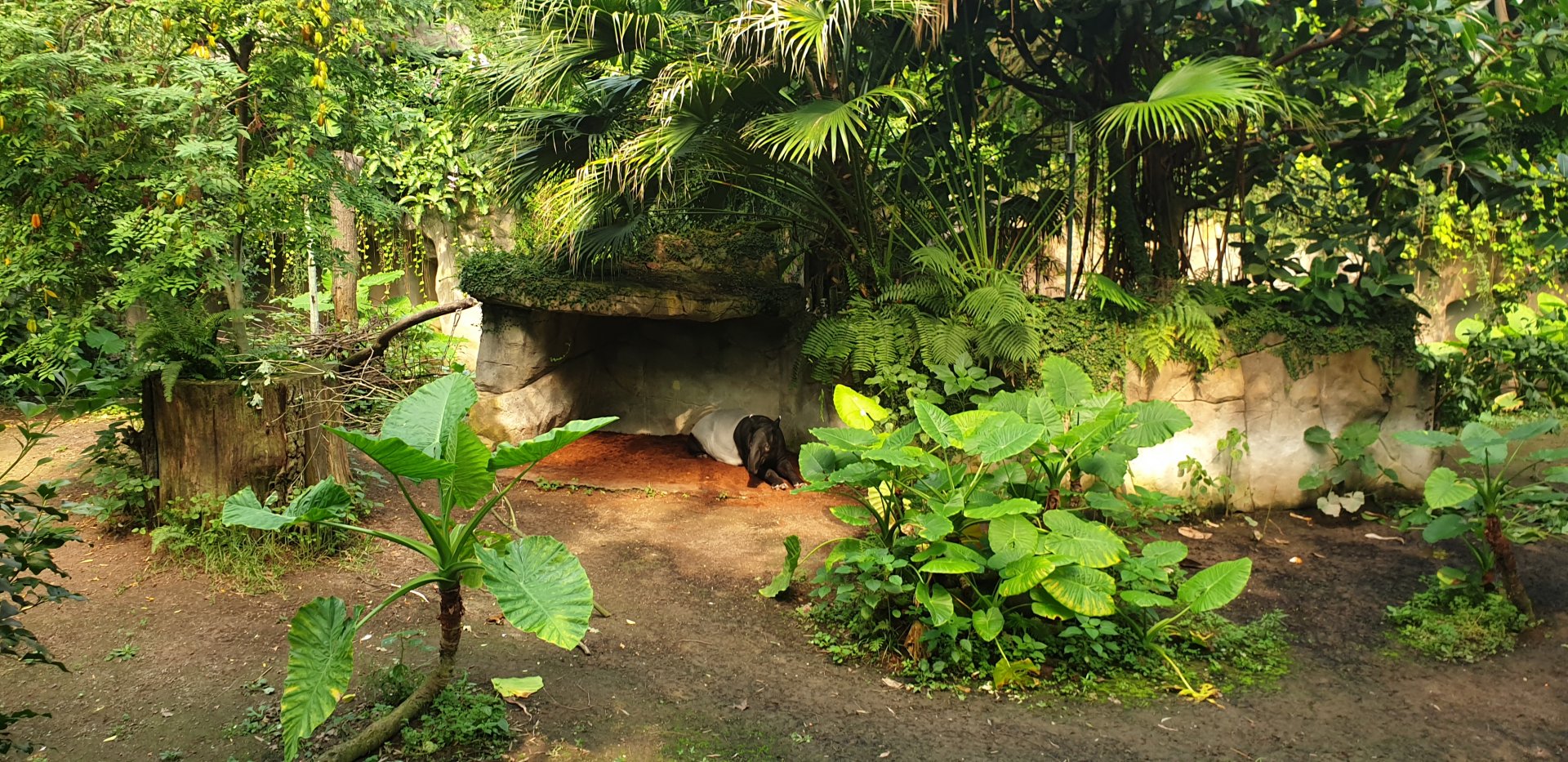 Malay Tapir, Gondwanaland