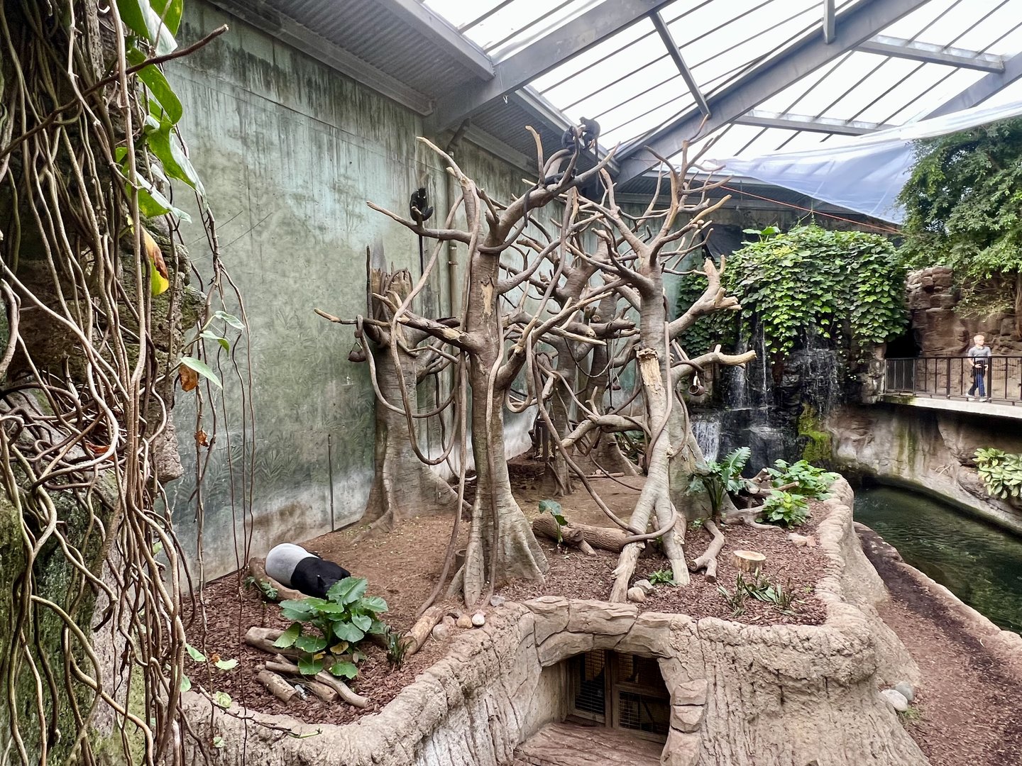Malay Tapir, Grey Gibbon, and Francois Langur Exhibit