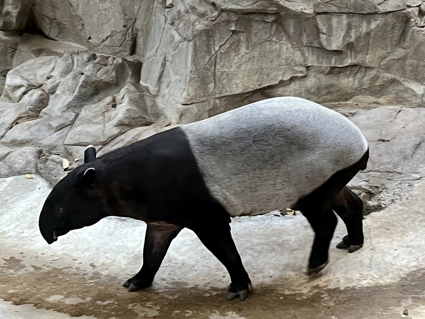 Malay Tapir