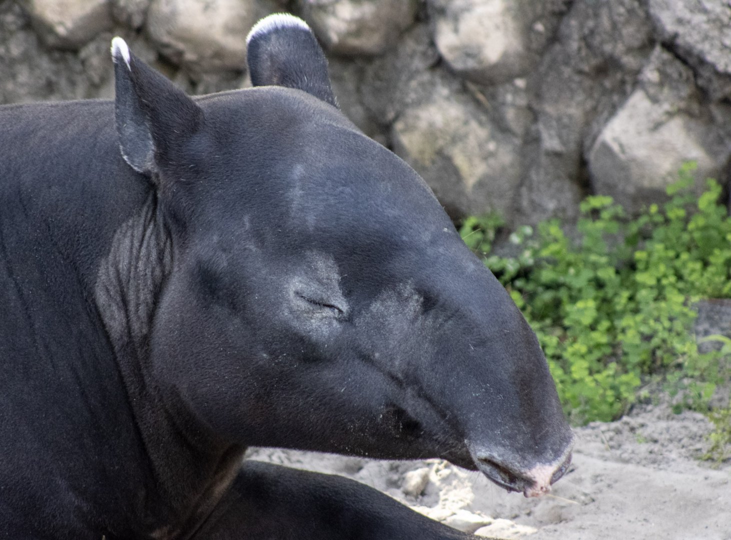Malay Tapir