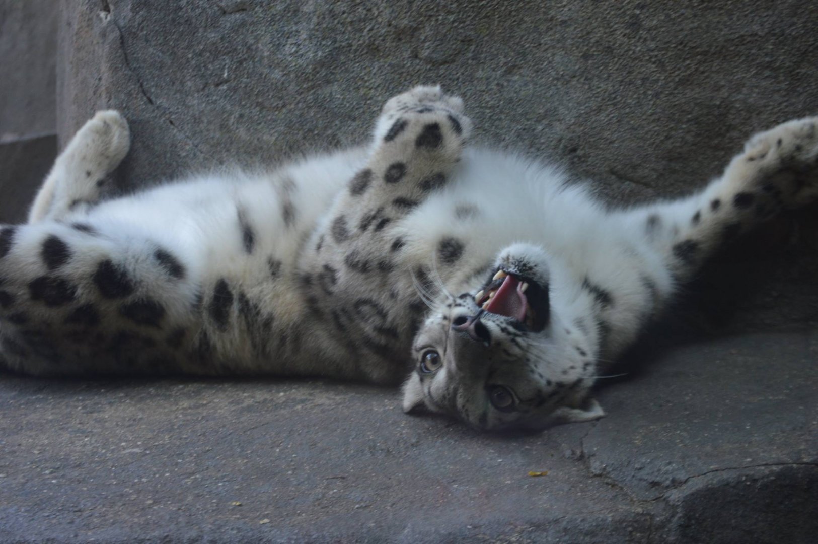 Malaya being adorable