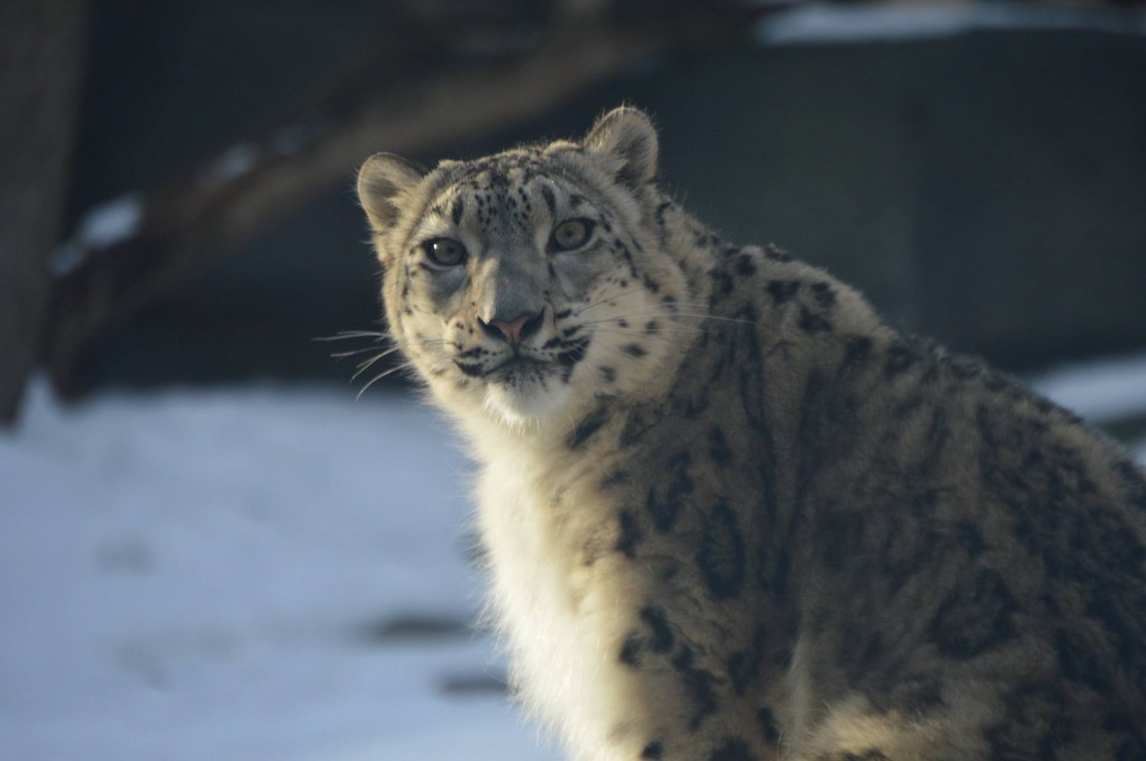 Malaya, Panthera uncia