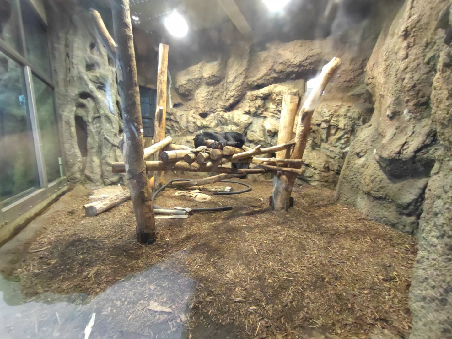 Malayan bear exhibit at Maruyama Zoo