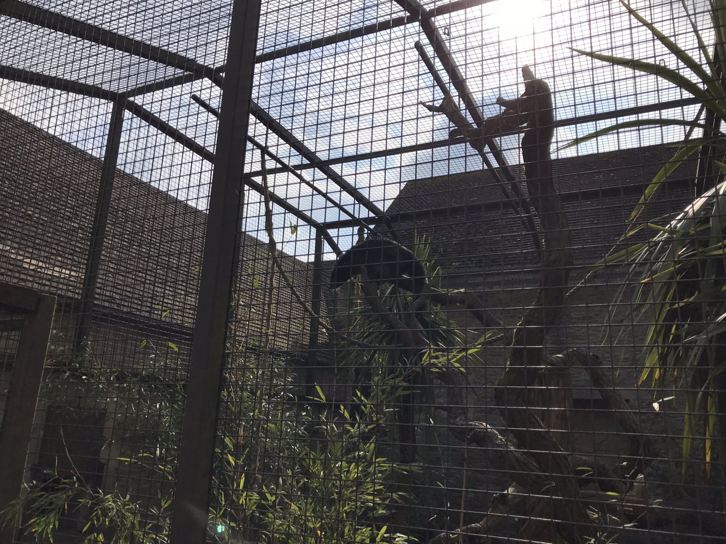 Malayan binturong 250318