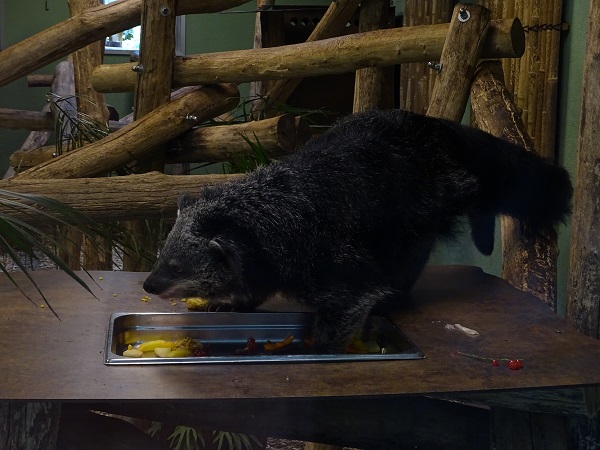 Malayan binturong (Arctictis binturong binturong) (07/22)