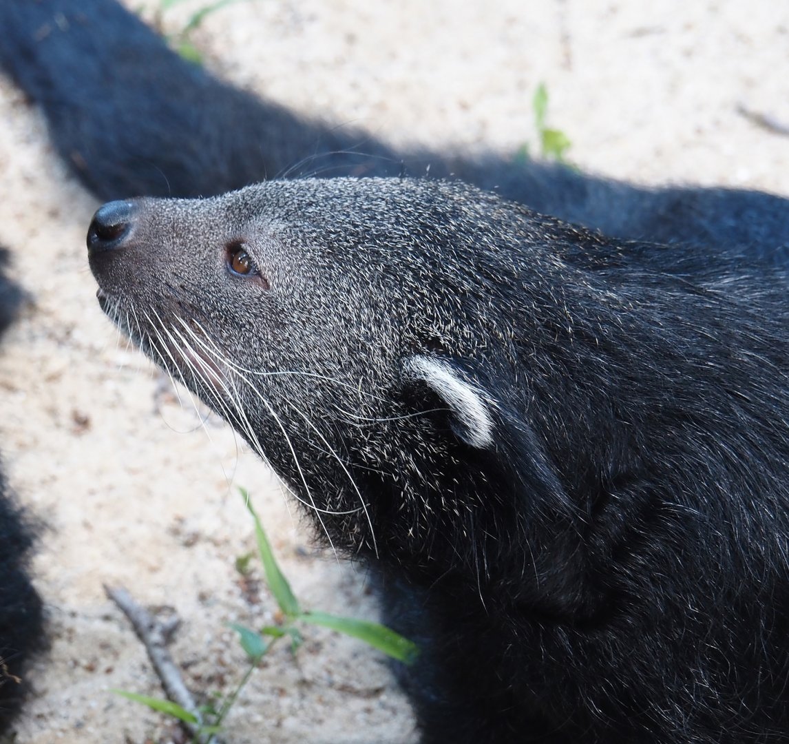 Malayan binturong (Arctictis binturong binturong), 2024-06-08