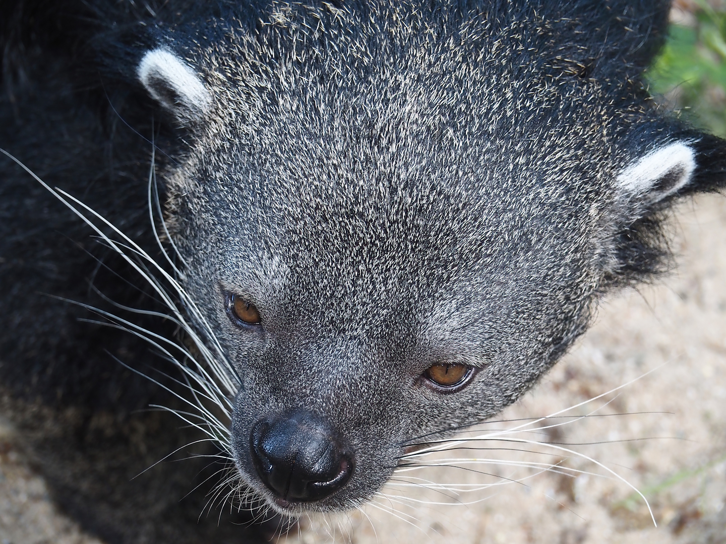 Malayan binturong (Arctictis binturong binturong), 2024-06-08