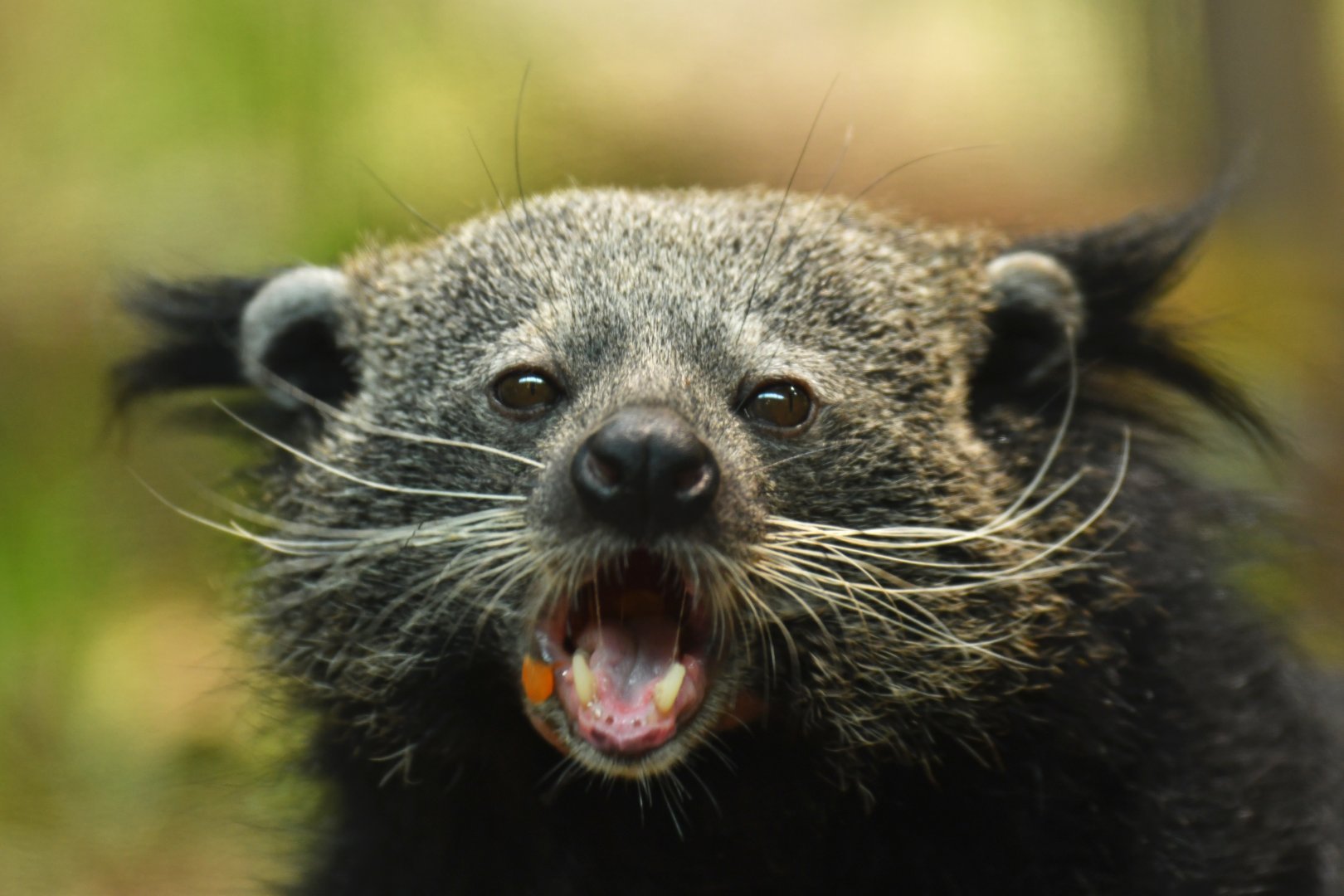 Malayan binturong (Arctictis binturong binturong)