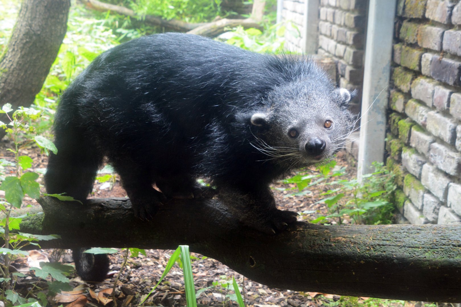Malayan binturong (Arctictis binturong binturong)