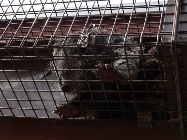 Malayan binturong (Arctictis binturong binturong)