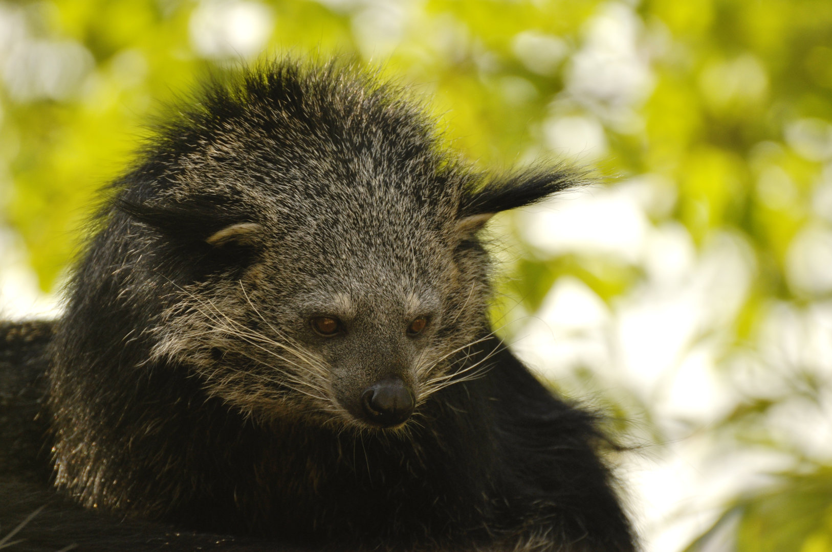 Malayan binturong (Arctictis binturong)