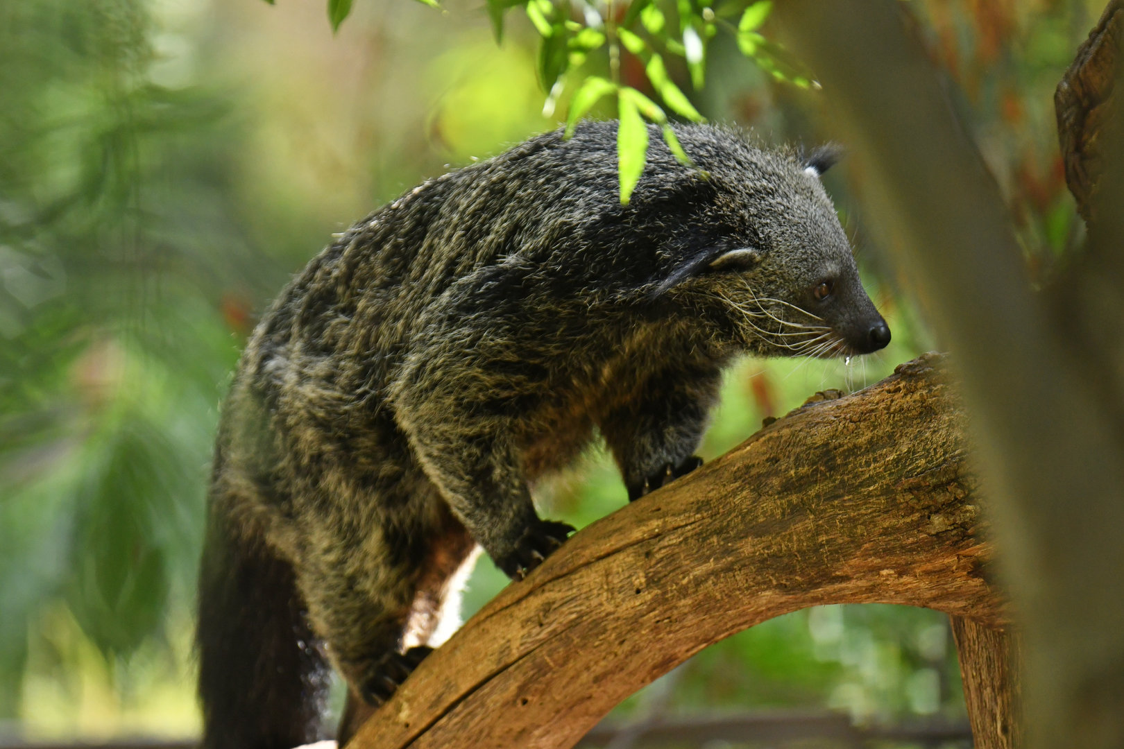 Malayan binturong (Arctictis binturong)