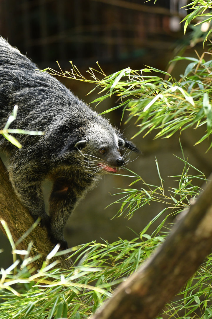 Malayan binturong (Arctictis binturong)