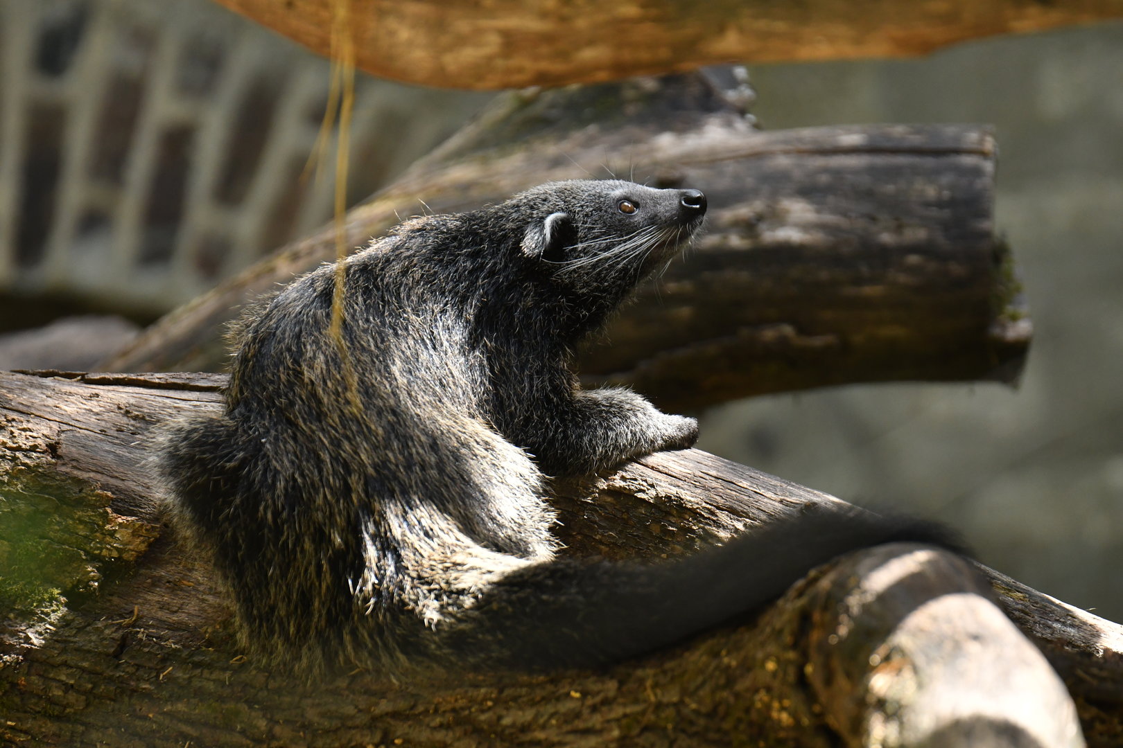 Malayan binturong (Arctictis binturong)