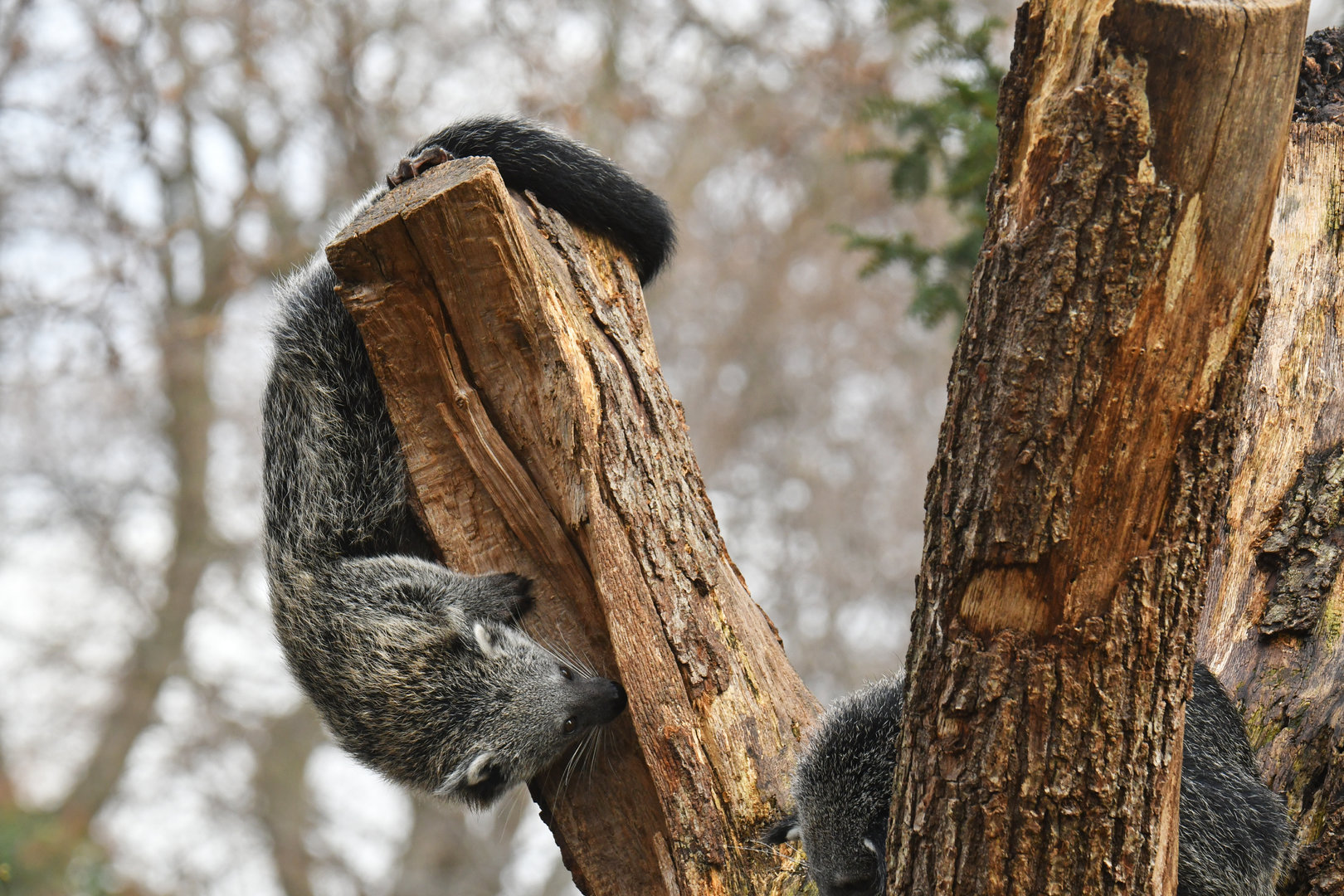 Malayan binturong (Arctictis binturong)