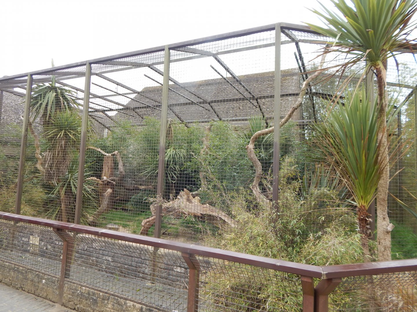 Malayan binturong enclosure 210421