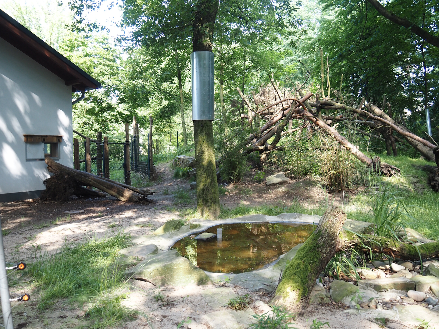 Malayan binturong exhibit, 2024-06-08