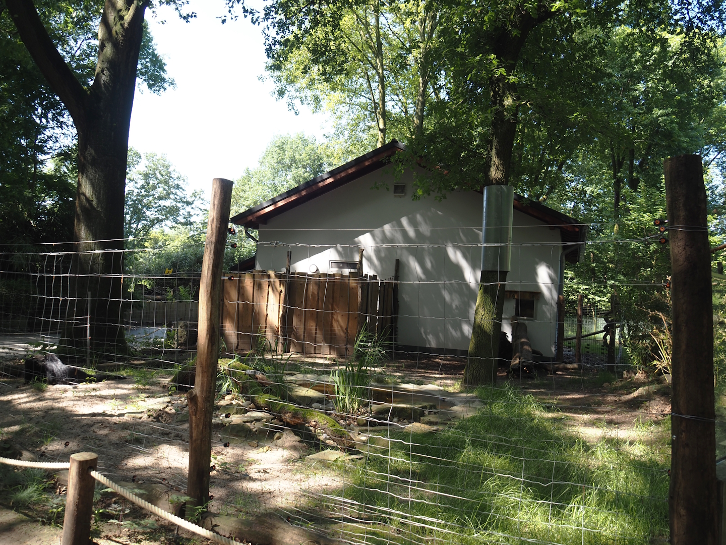 Malayan binturong exhibit, 2024-06-08