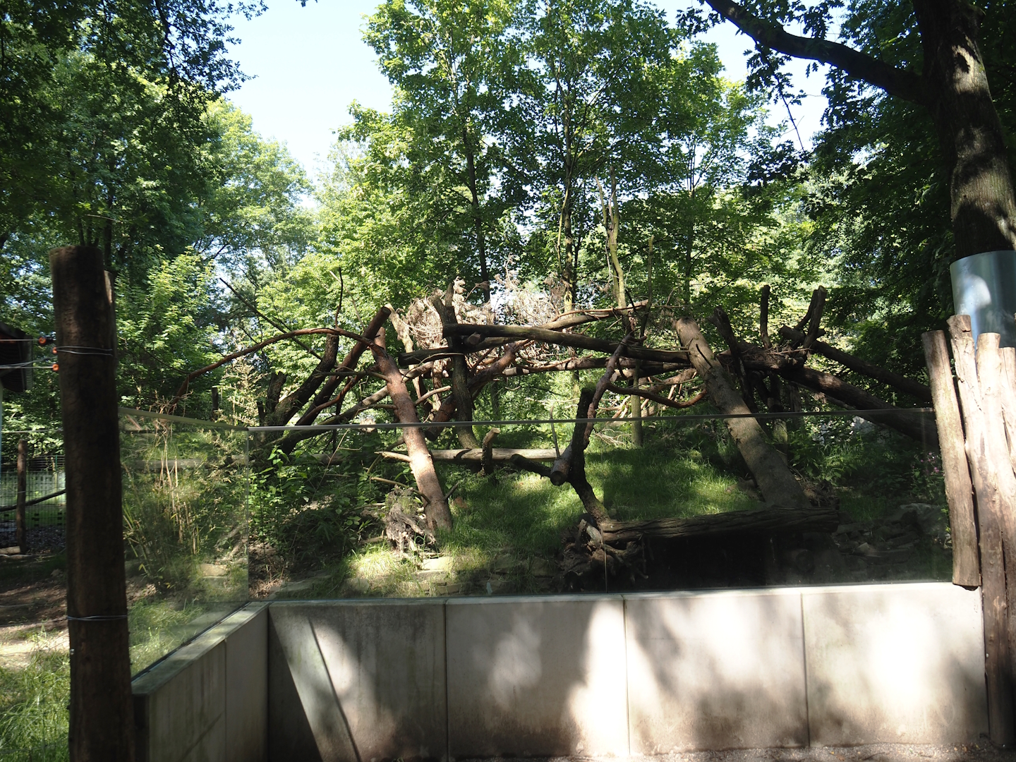 Malayan binturong exhibit, 2024-06-08