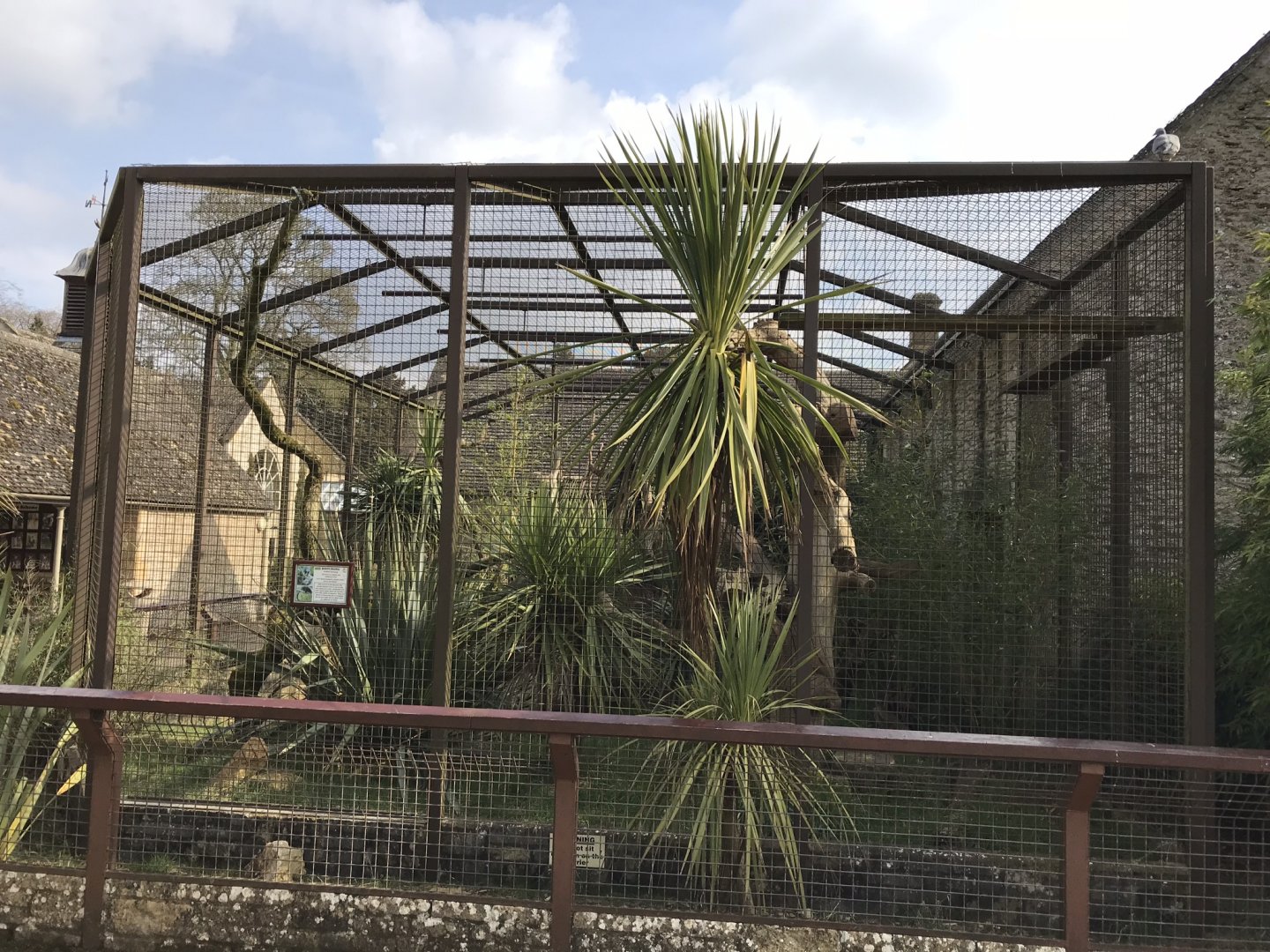 Malayan binturong exhibit 250318