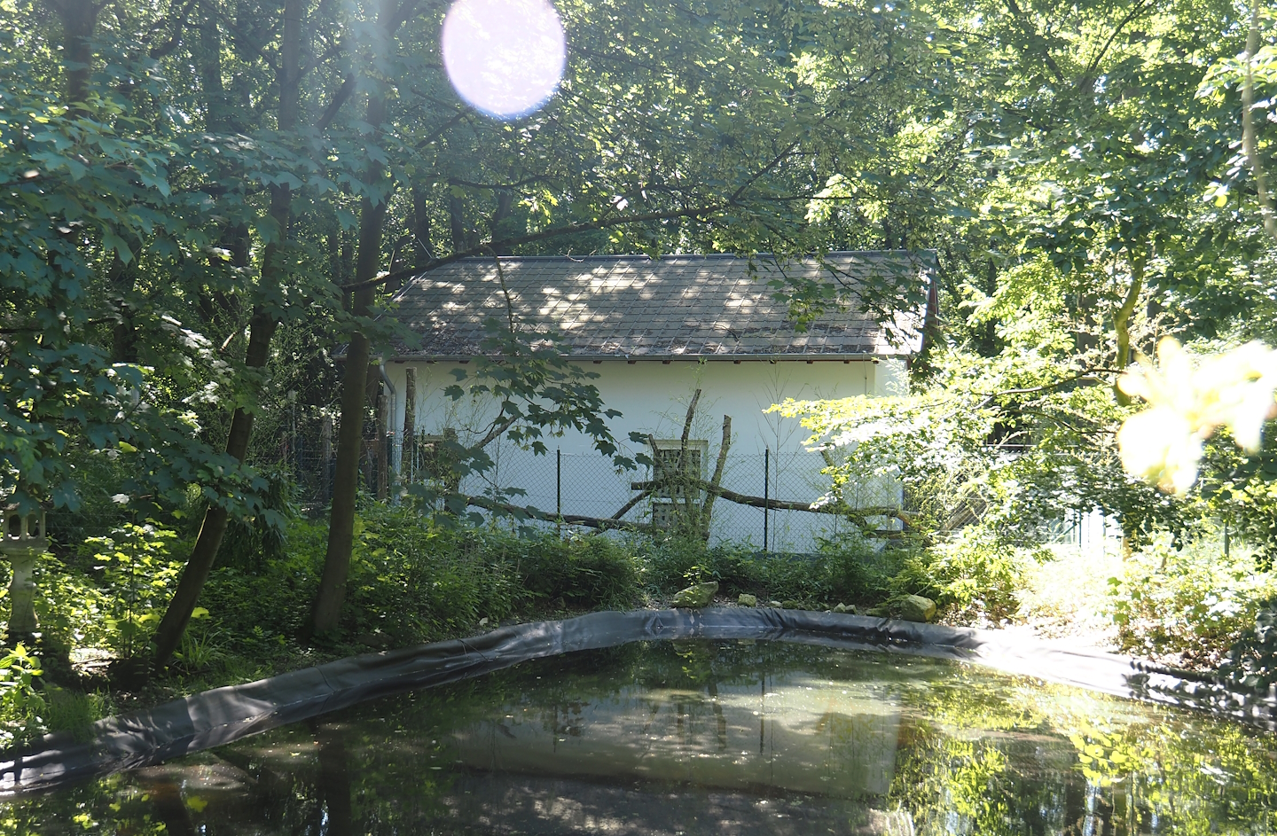 Malayan binturong house seen from the Chinese garden, 2024-06-08