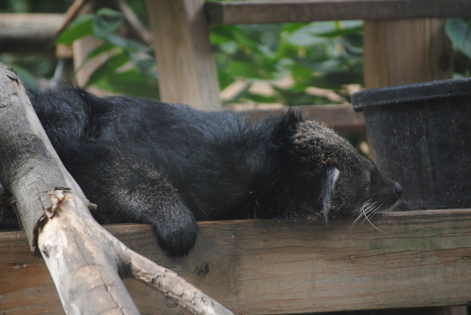 Malayan Binturong