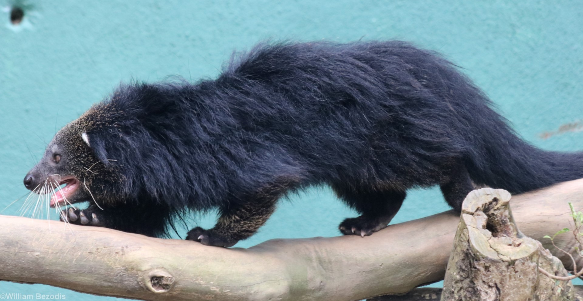 Malayan Binturong