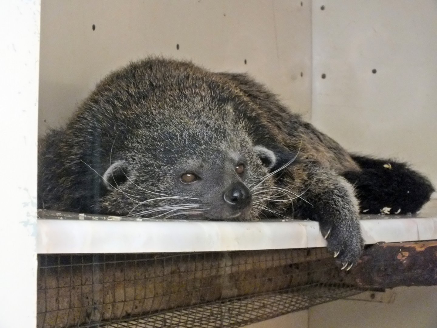 Malayan binturong