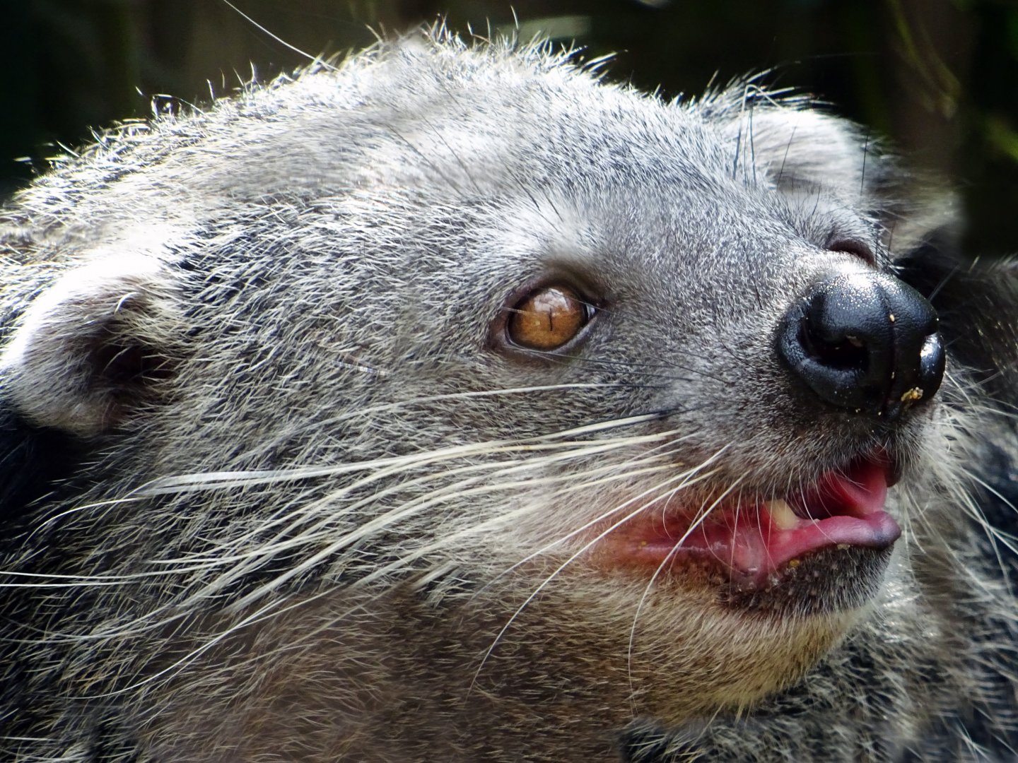 Malayan Binturong
