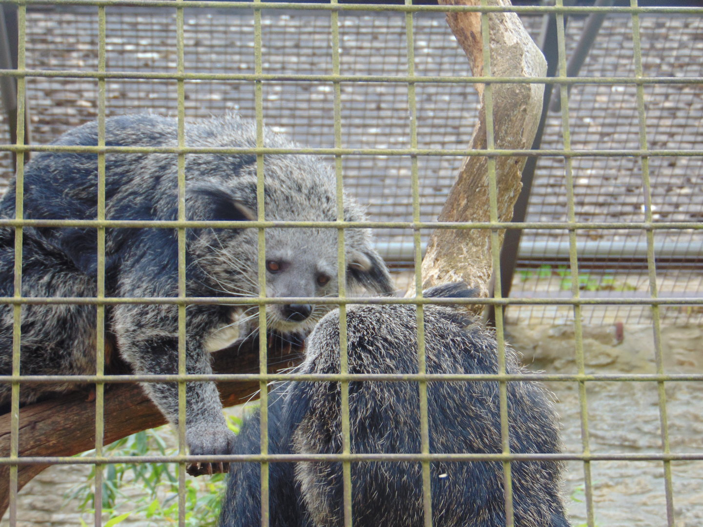 Malayan Binturong