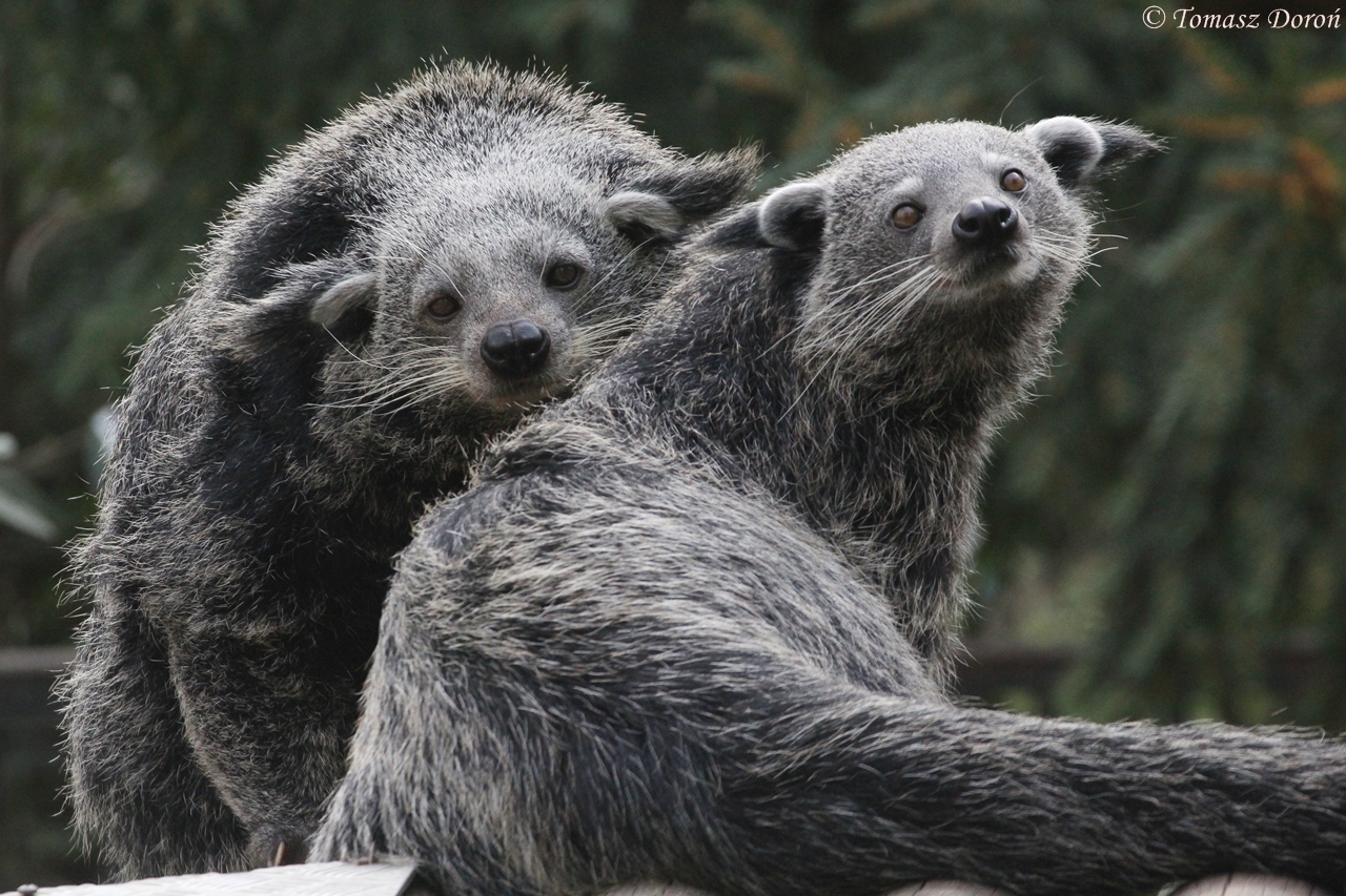 Malayan Binturongs (Arctictis b. binturong), April 2015