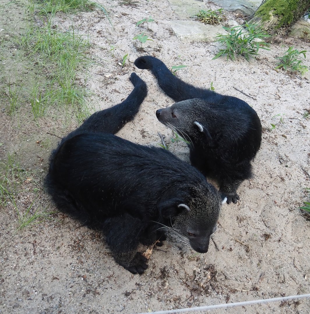 Malayan binturongs (Arctictis binturong binturong), 2024-06-08