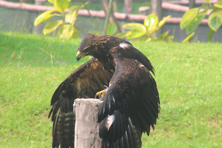 Malayan black eagle (Ictinaetus malaiensis malaiensis) - Aviary Park