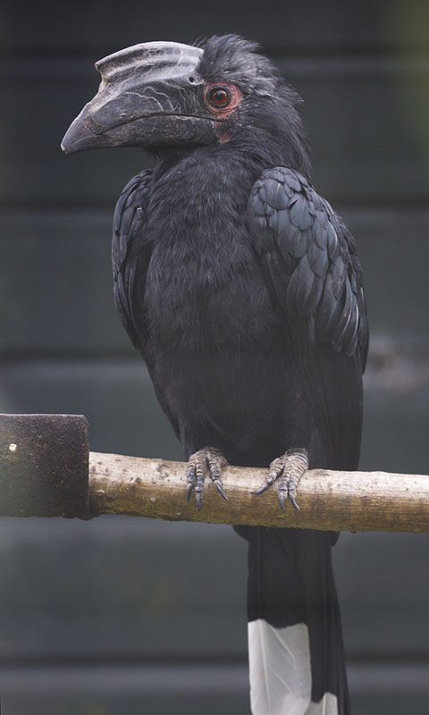 Malayan black hornbill female