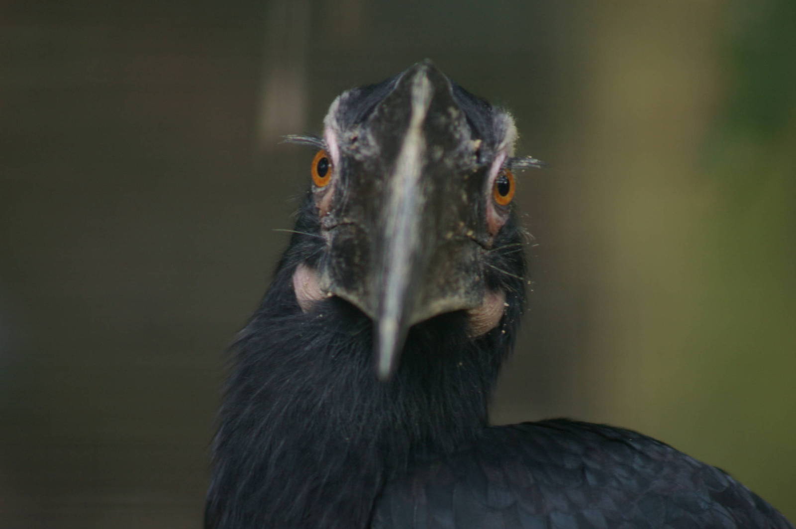 Malayan black hornbill, KL Bird Park