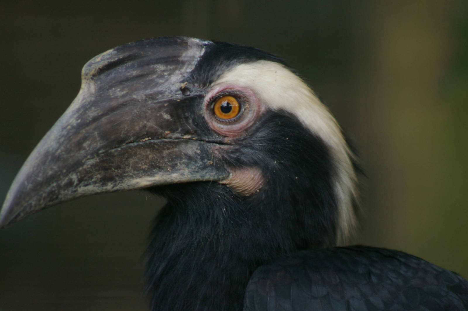 Malayan black hornbill, KL Bird Park
