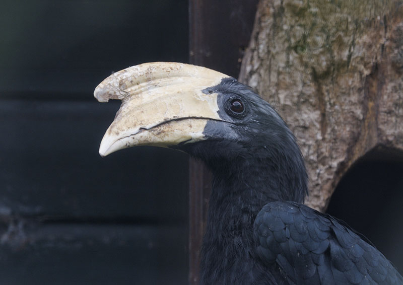 Malayan black hornbill male