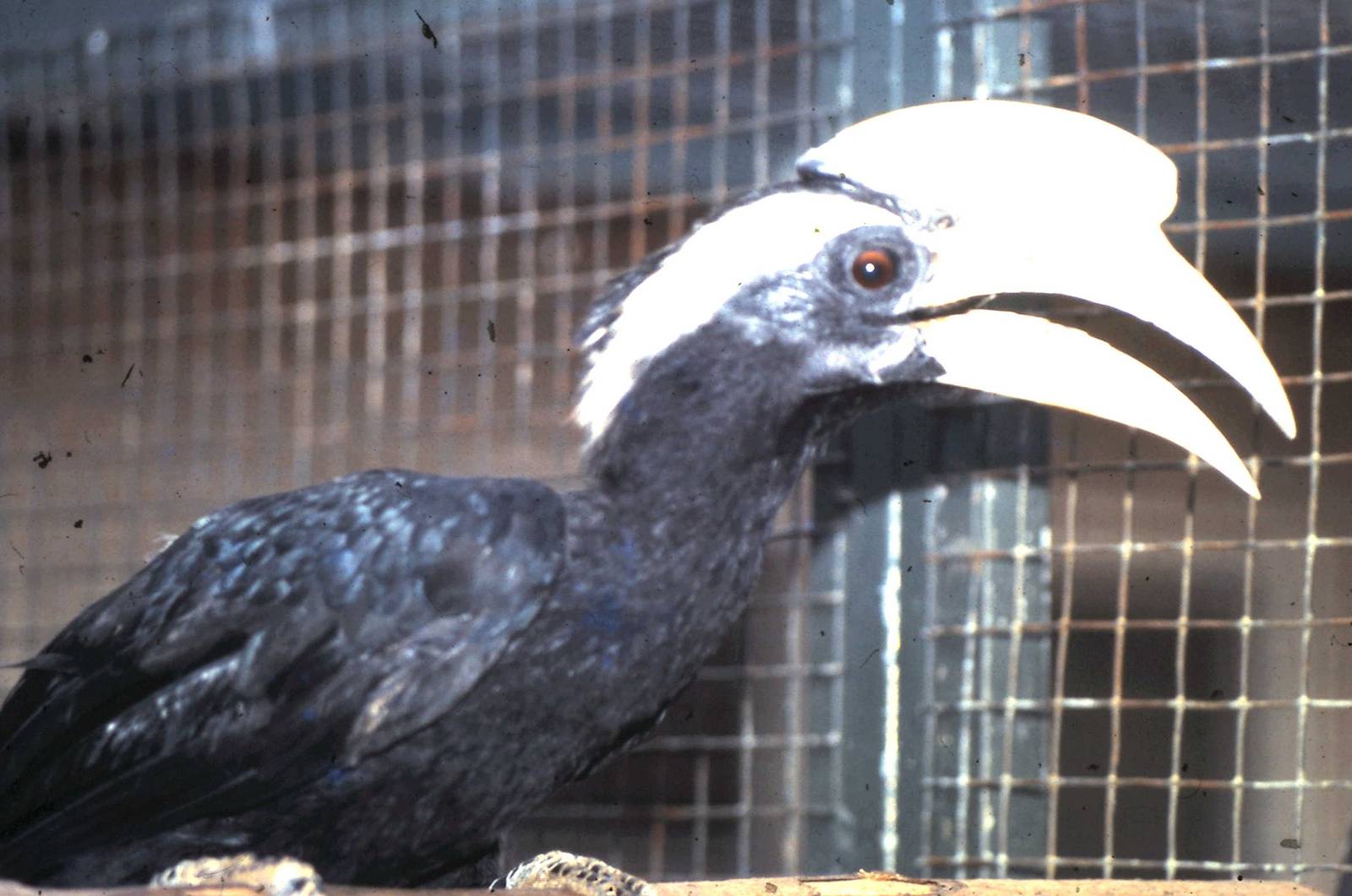Malayan black hornbill